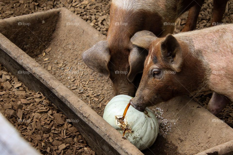 2 pig ls eating a pumpkin