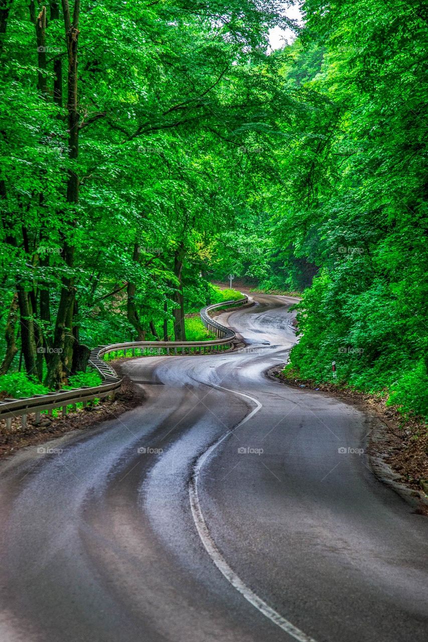 A relaxing walk after the rain, through the forests of Fruska Gora.