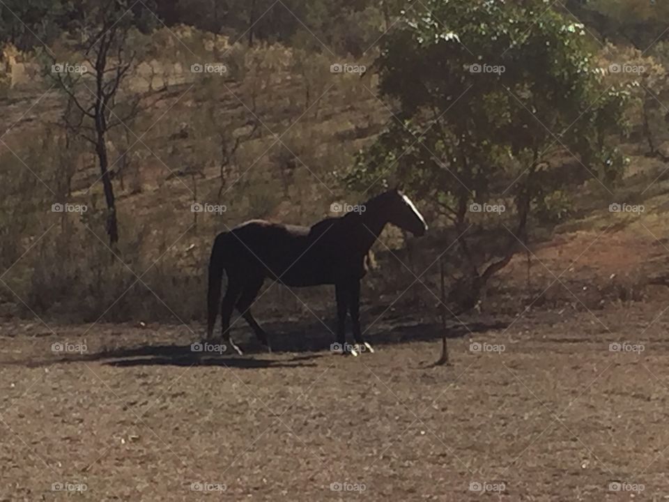 Black Horse