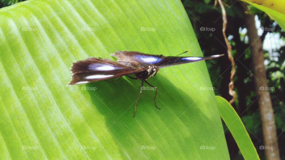 Butterfly perches on banana leaf
