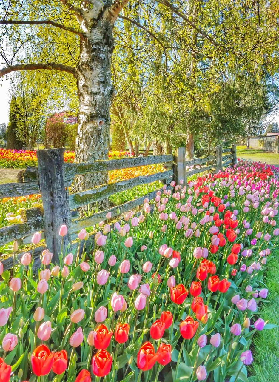 Tulips in the Garden