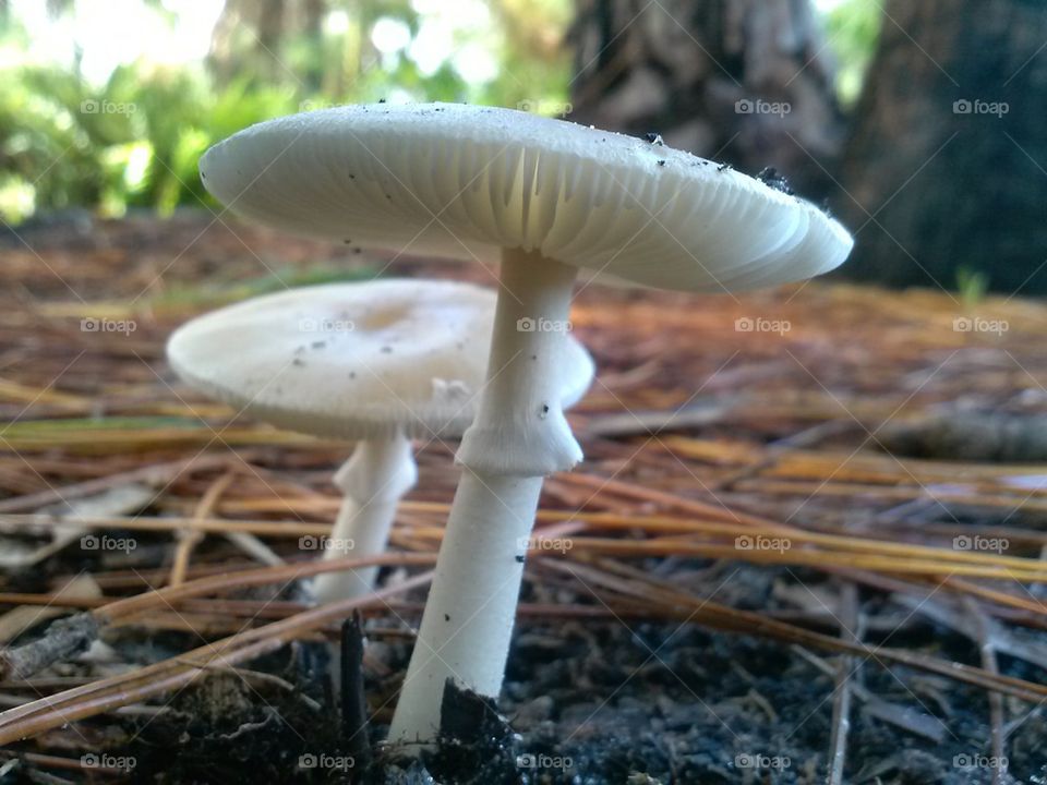 fungus 5