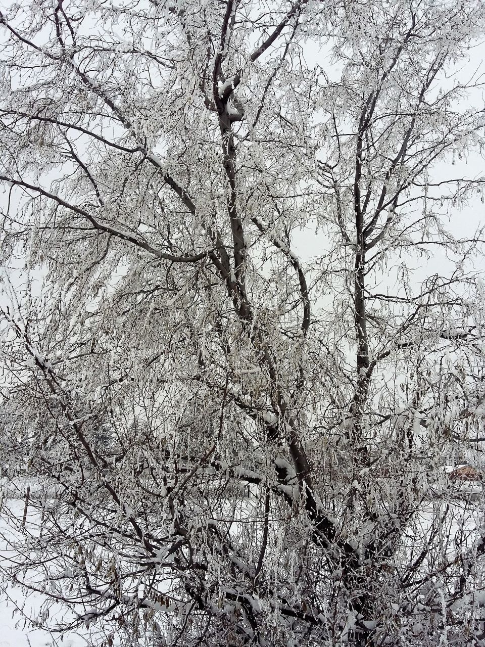 Snow tree