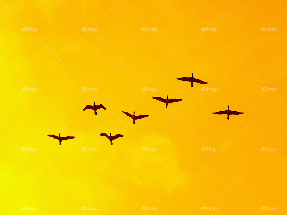 A group of birds are returning home