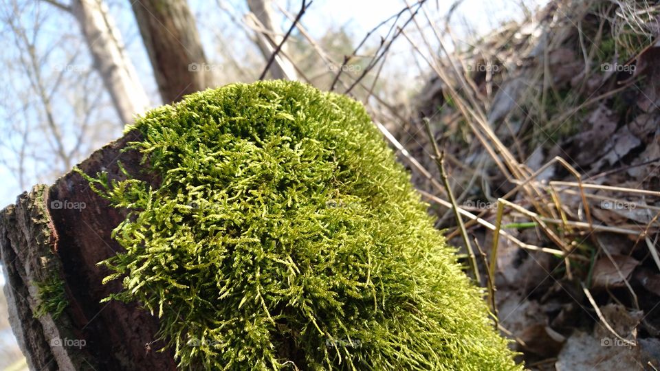 moss