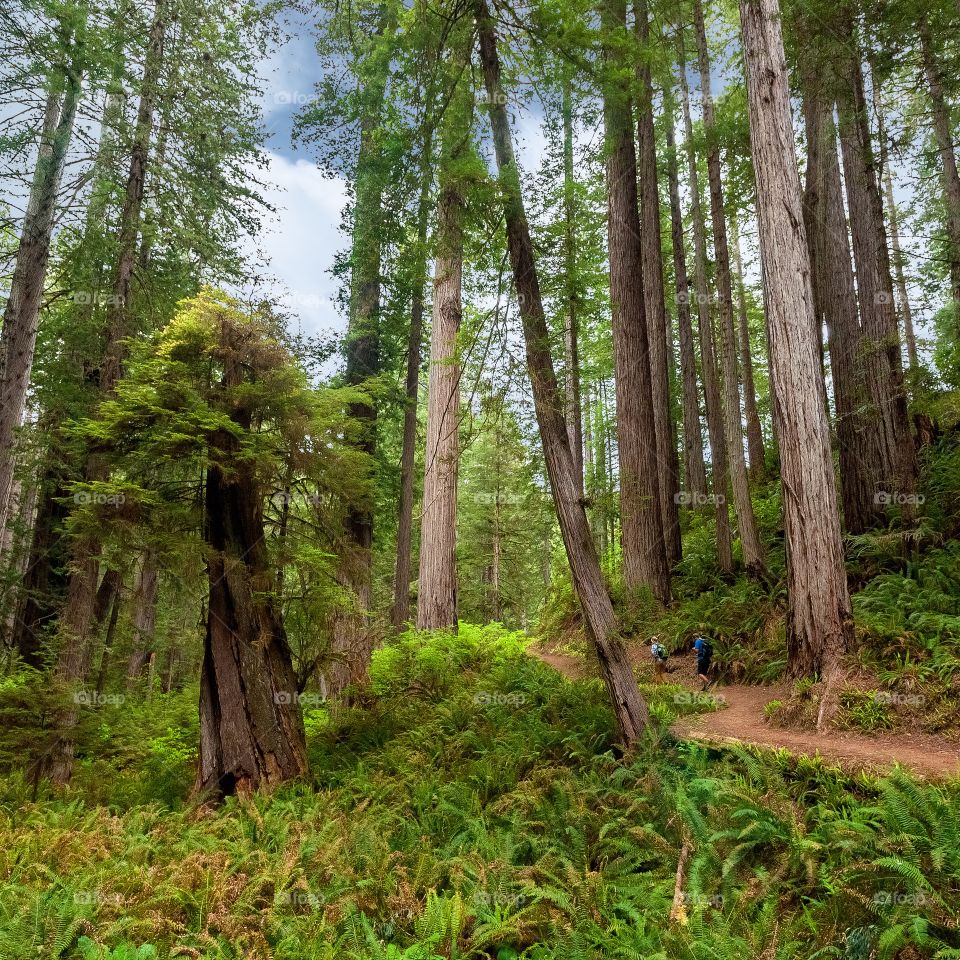 Redwood Forest California