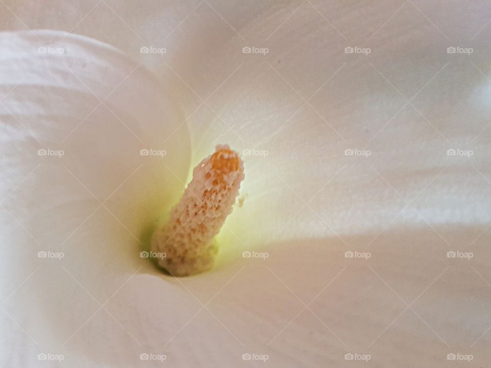 Inside the flower