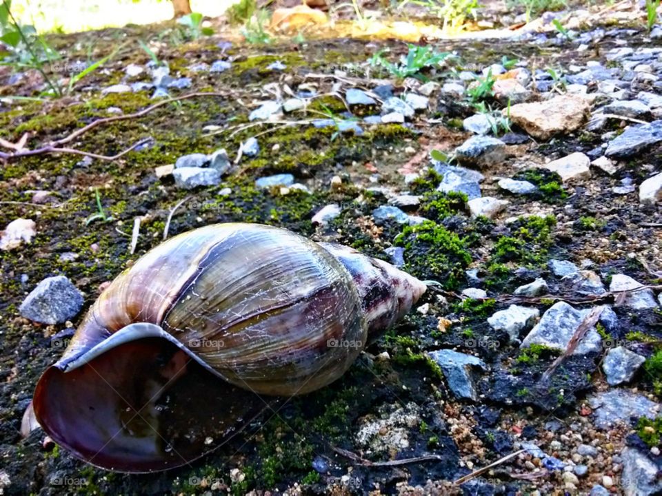 A concha do portal dos mundos.