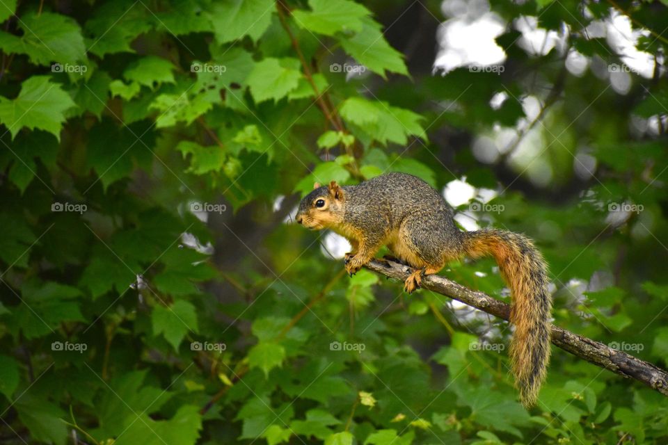 A squirrel surveys his territory 