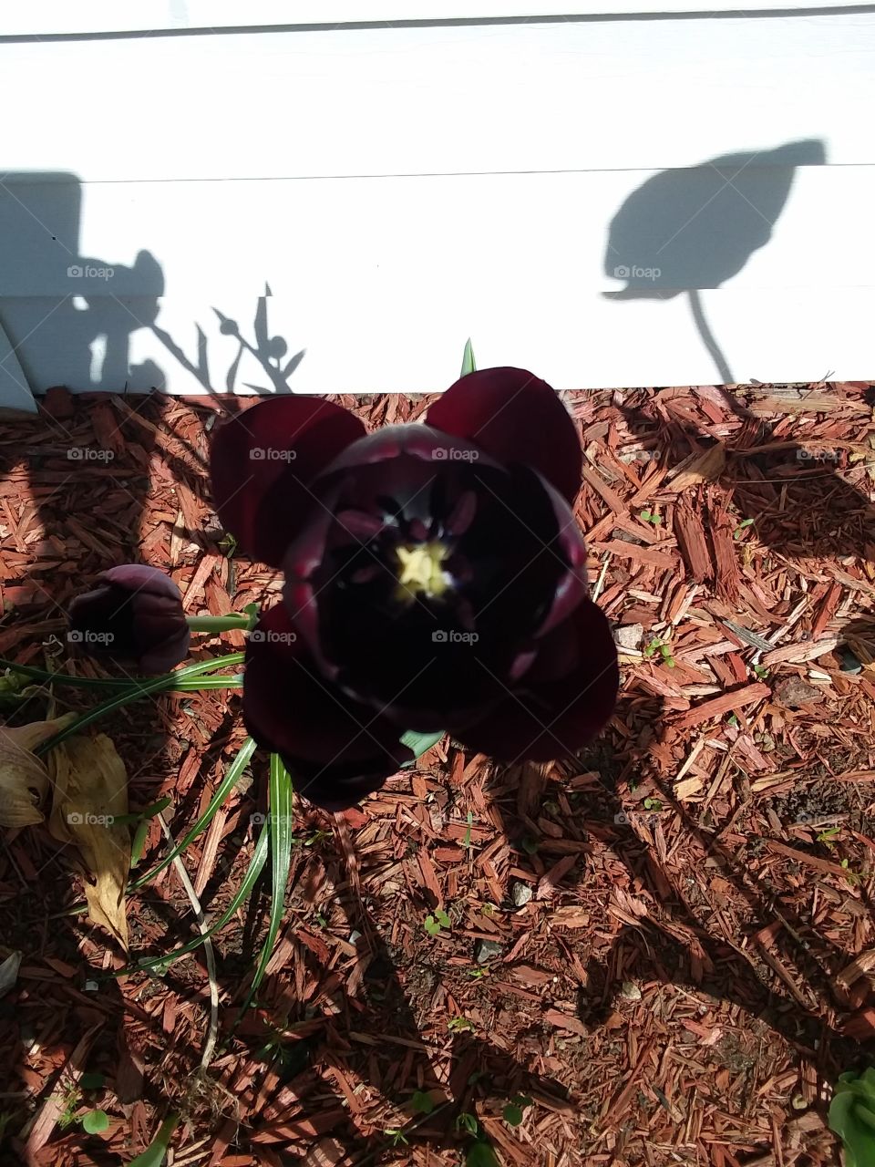 black flower