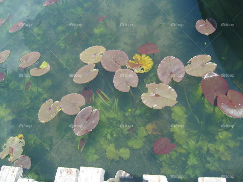 Plav lake Montenegro water Lily in shallow part of the lake