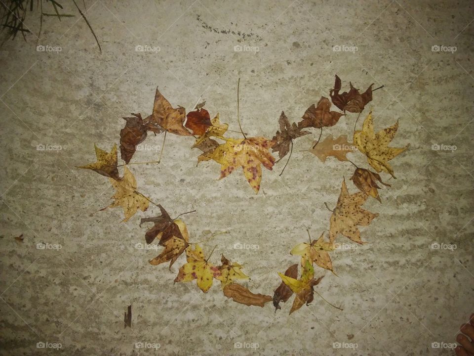 heart as fragile as leaves