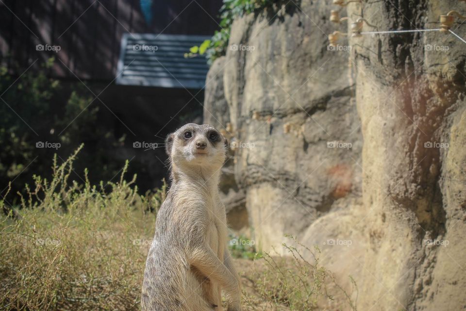 Meerkat