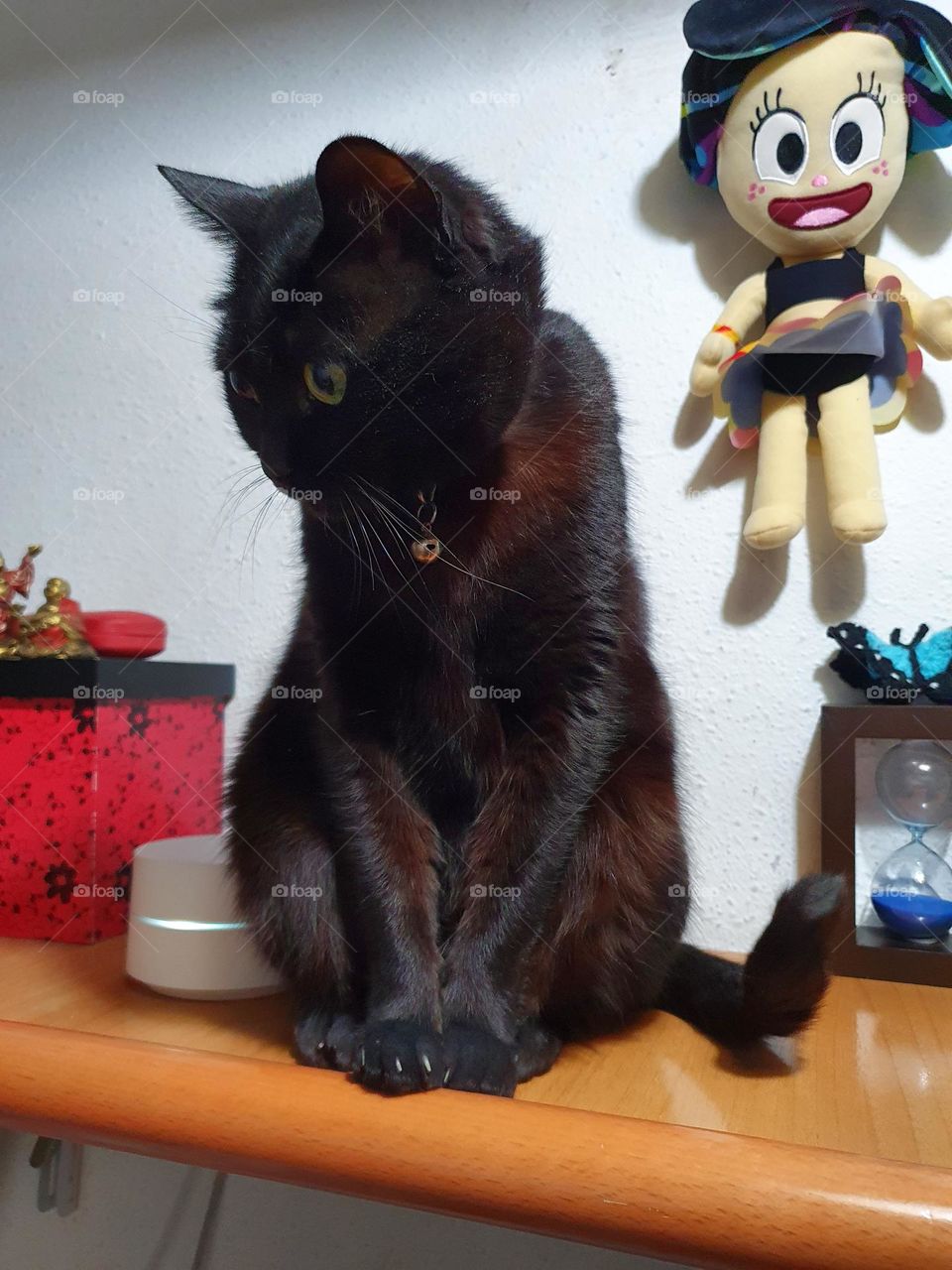 Gato distraído