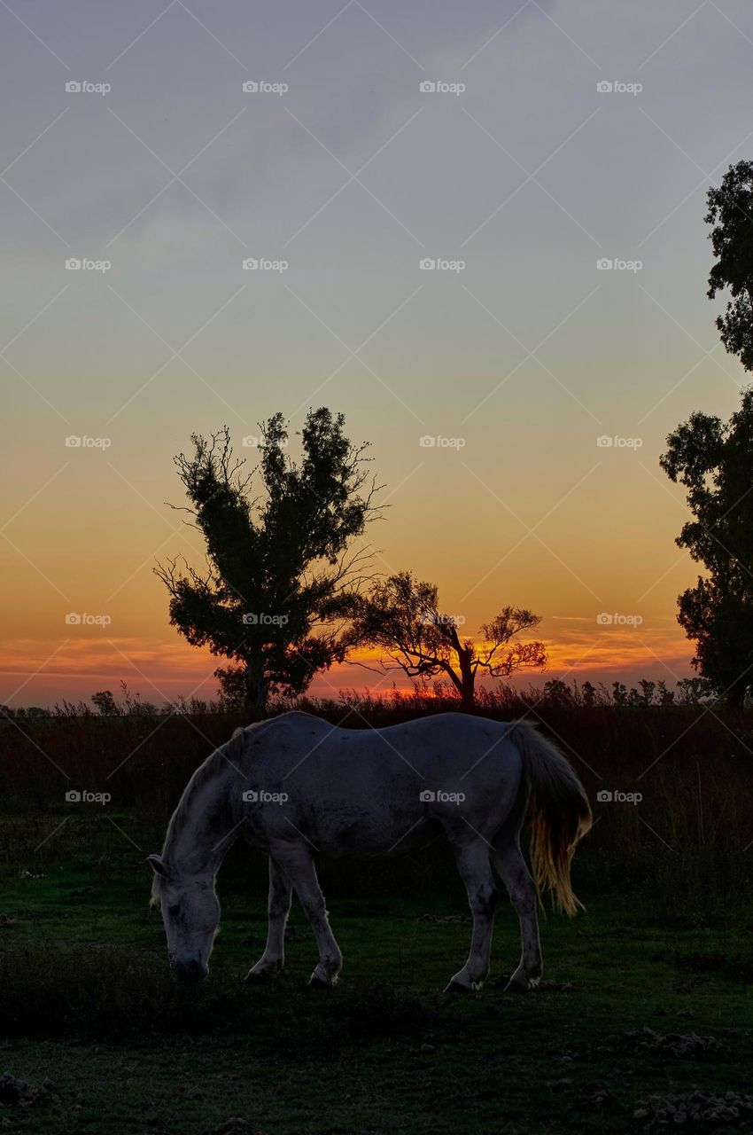 Horse at sunset
