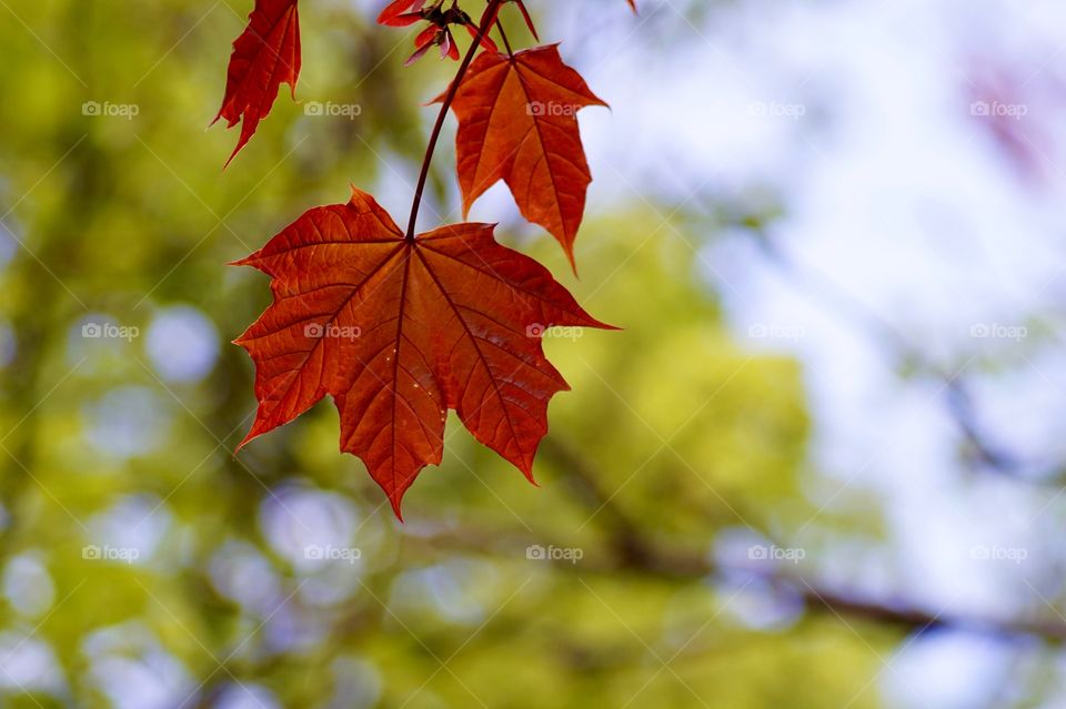 Red Maple Leaf 🍁