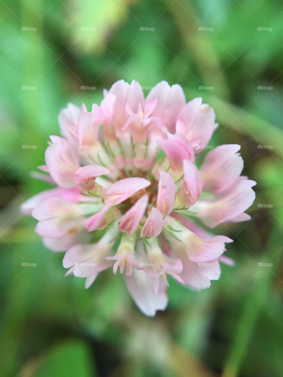 Pink Blossom 