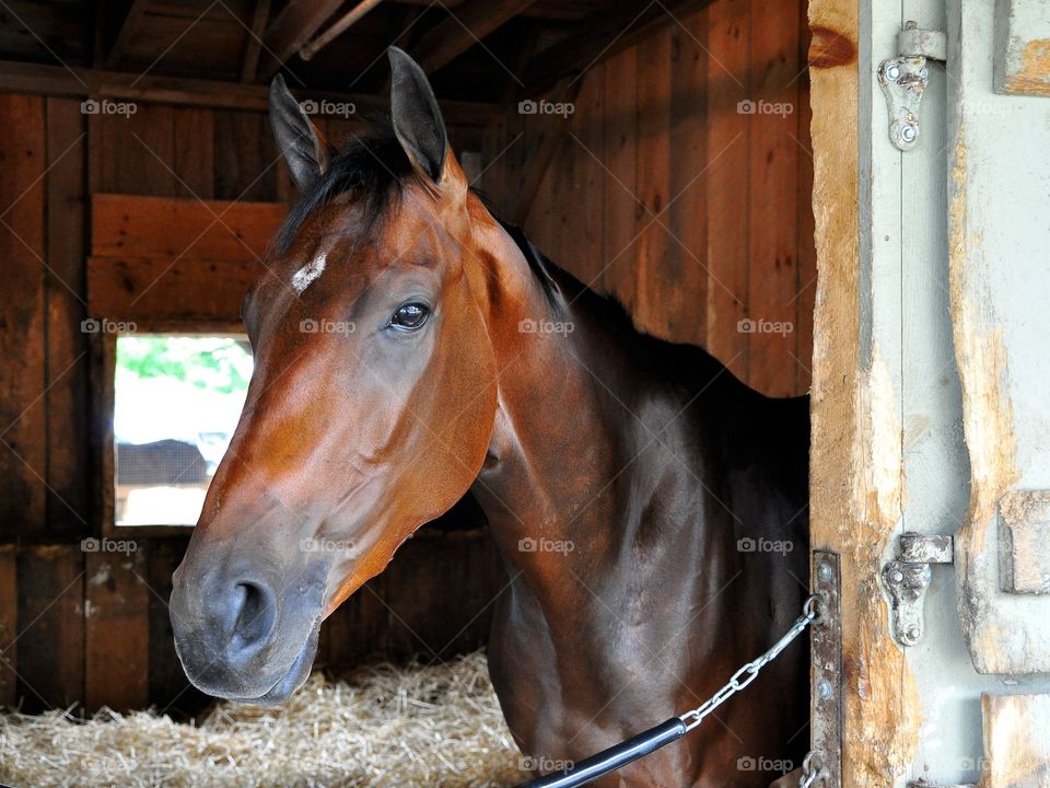 Rachel Valentina. Gorgeous bay filly by champion pedigree, Bernardini and Rachel Alexandra. This  2 yr-old is in her stall at Saratoga. 