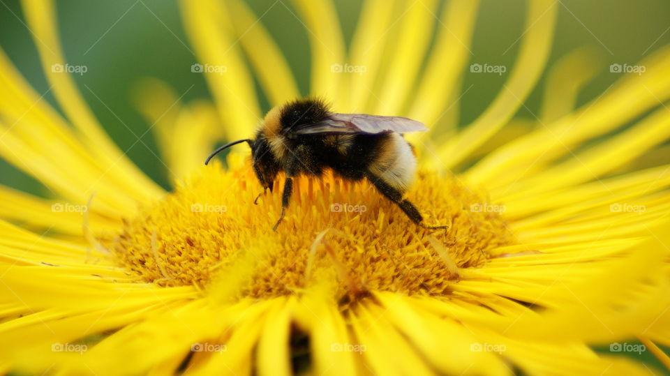 Bee