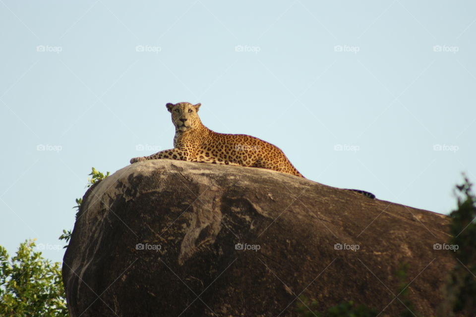 Leopard on Rock in Wild. Sri Lanka. July 2010.