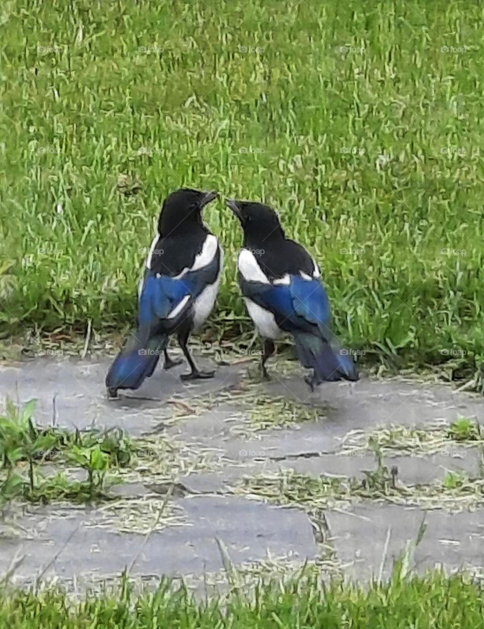 pair of magpies courting