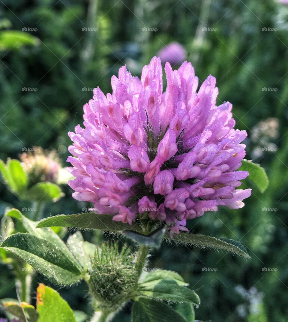 Dew drops on purple clover flower in spring