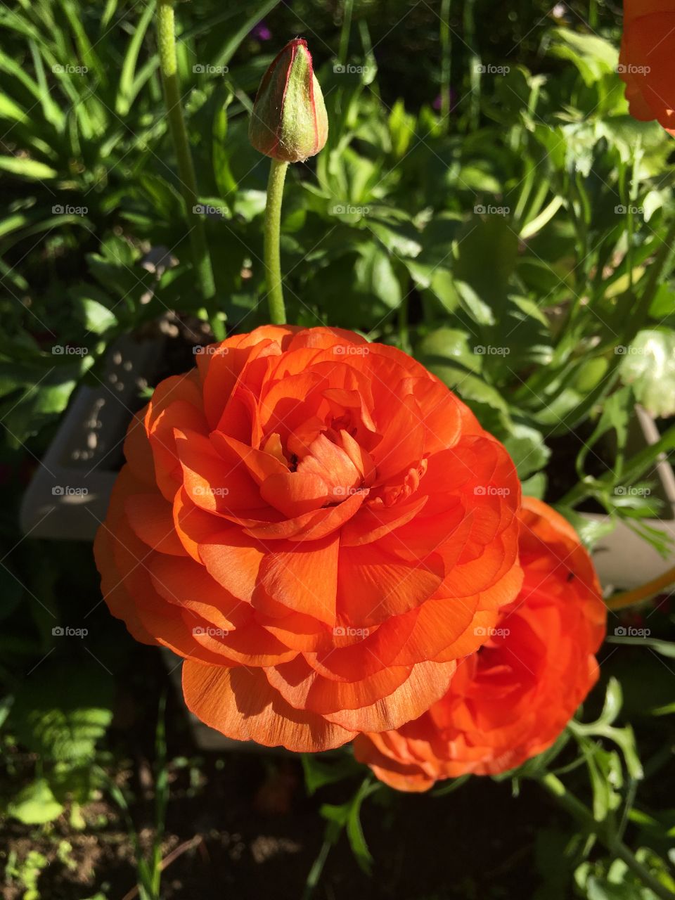 Orange flower