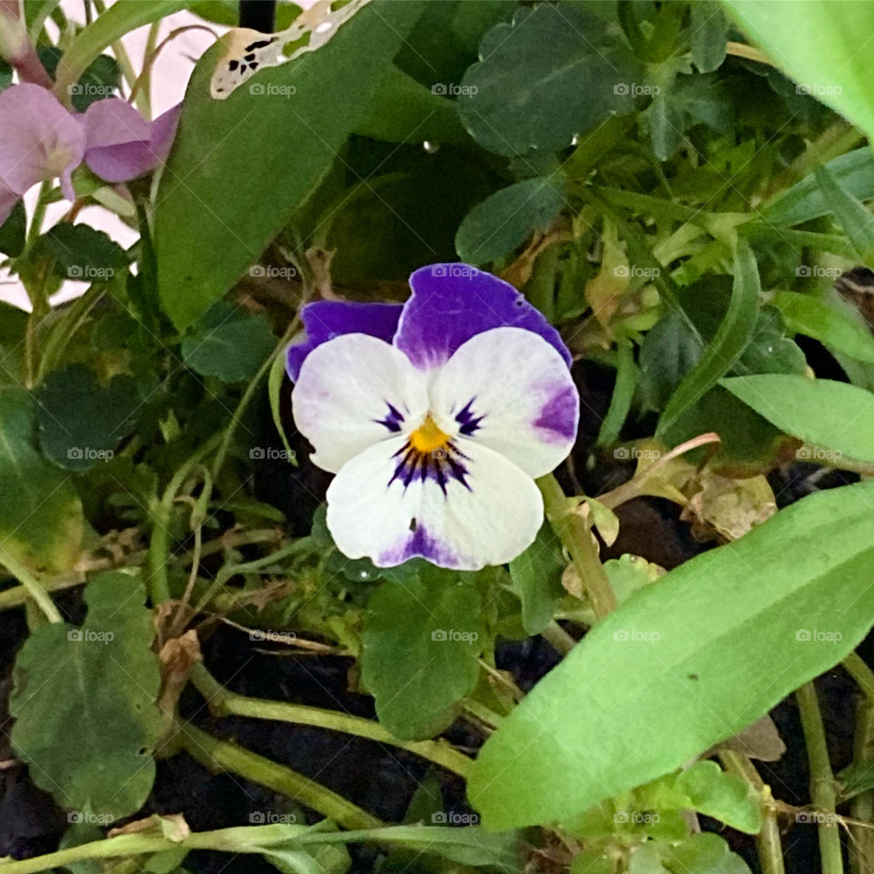 AMOR-PERFEITO 🌹 🇺🇸 Very beautiful flowers to brighten our day.  Live nature and its beauty. Did you like the delicate petals? / 🇧🇷 Flores muito bonitas para alegrar nosso dia. Viva a natureza e sua beleza. Gostaram das pétalas delicadas? 