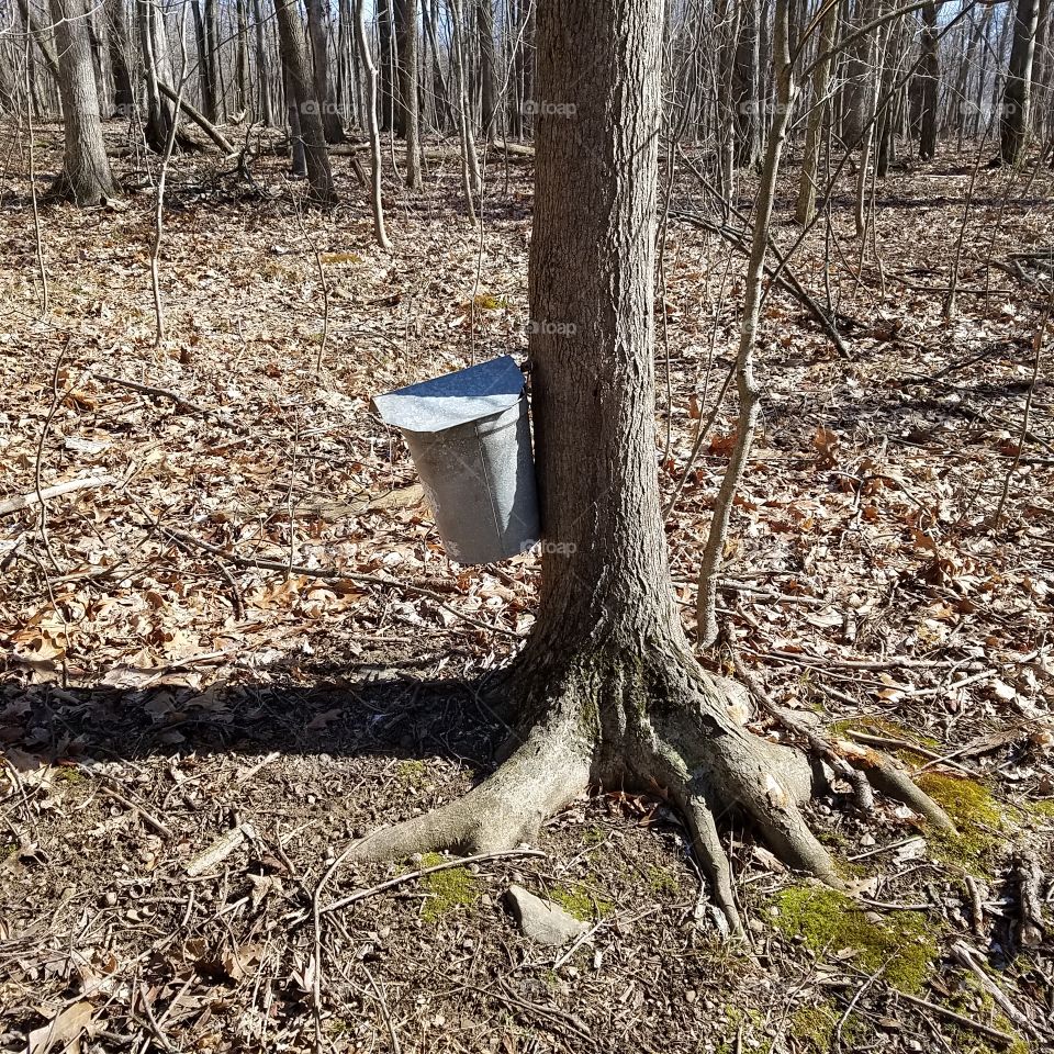 tree tap