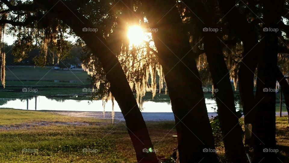 lakelife. sunset through the trees