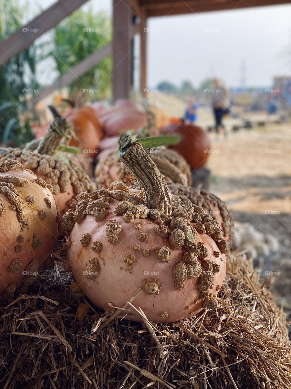 Pumpkin farm