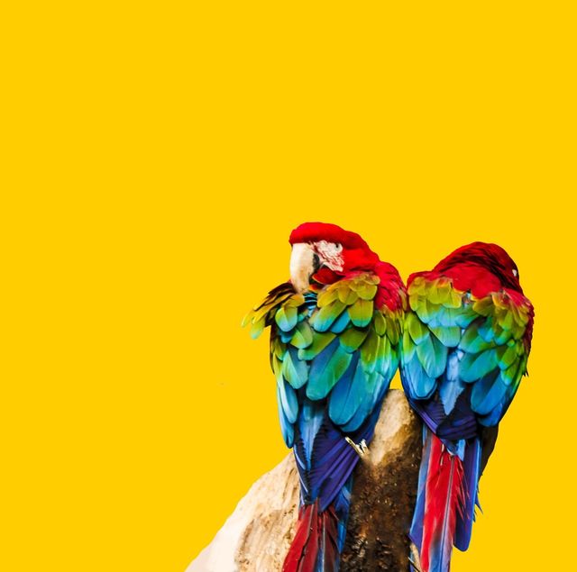 parots 