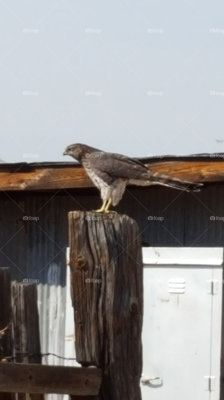 Hawk standing