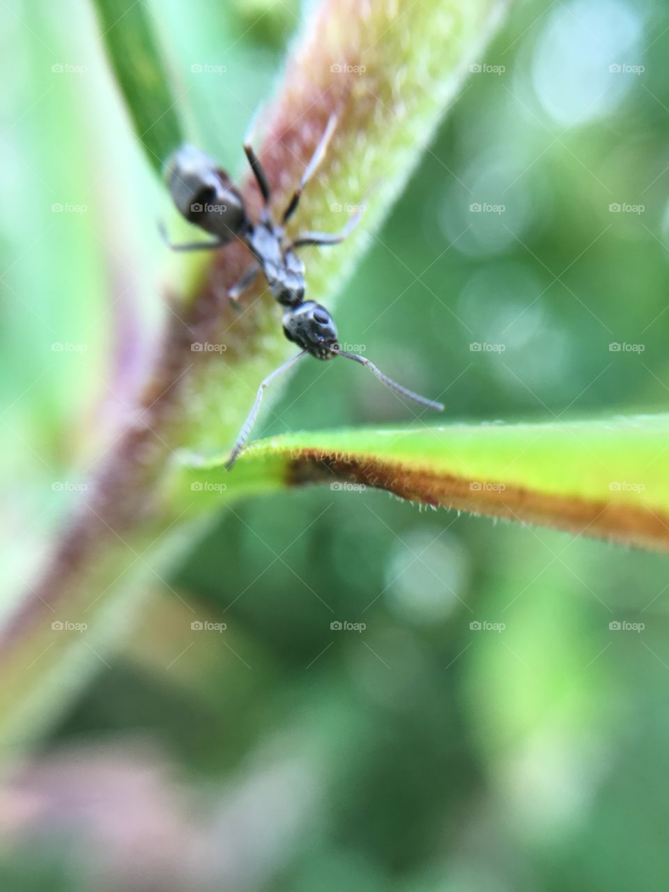 Ant Antenna 
