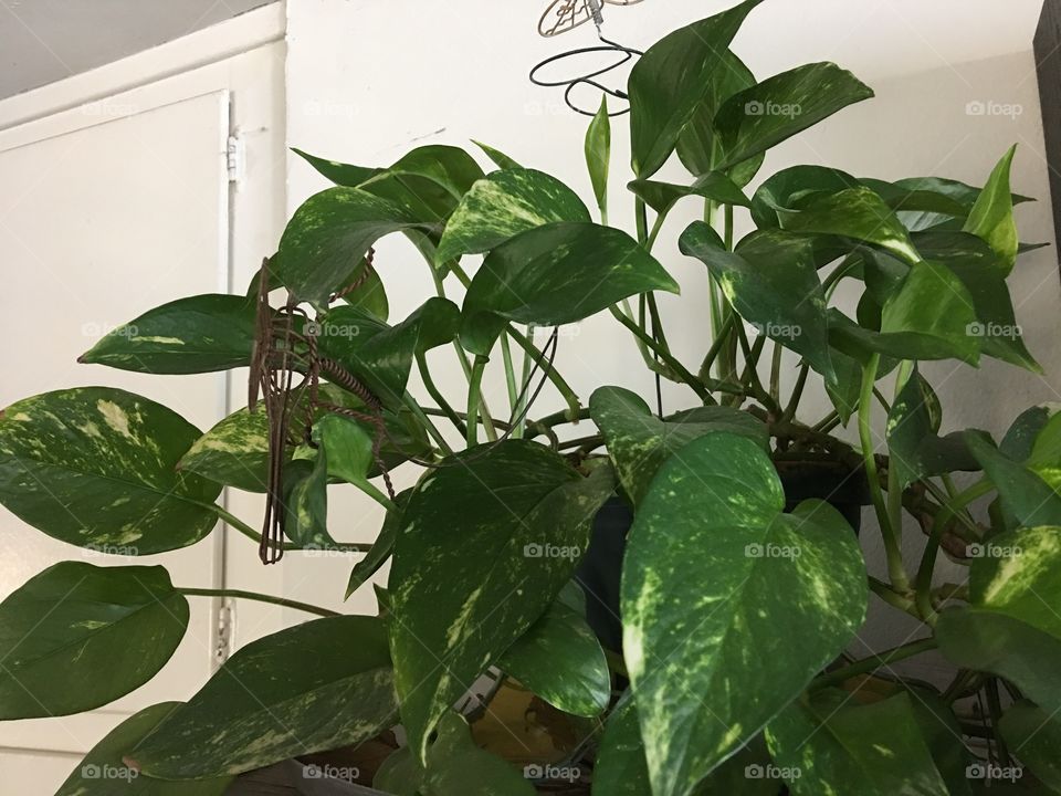 Philodendron on the top shelf