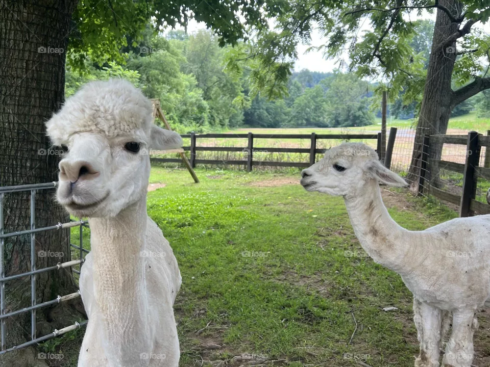 Llamas 