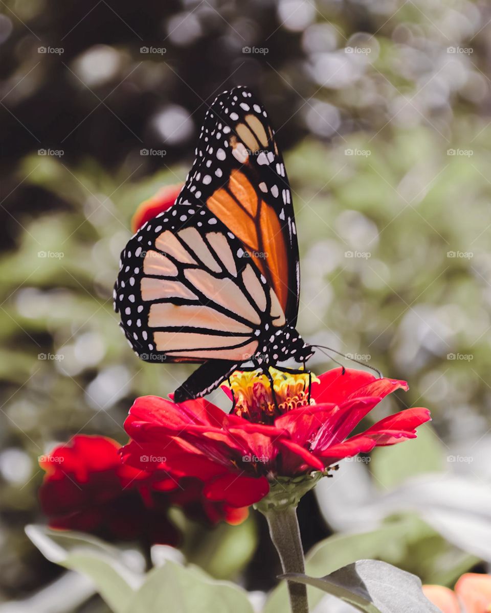 A Monarch Butterfly Rests On A Red Flower
