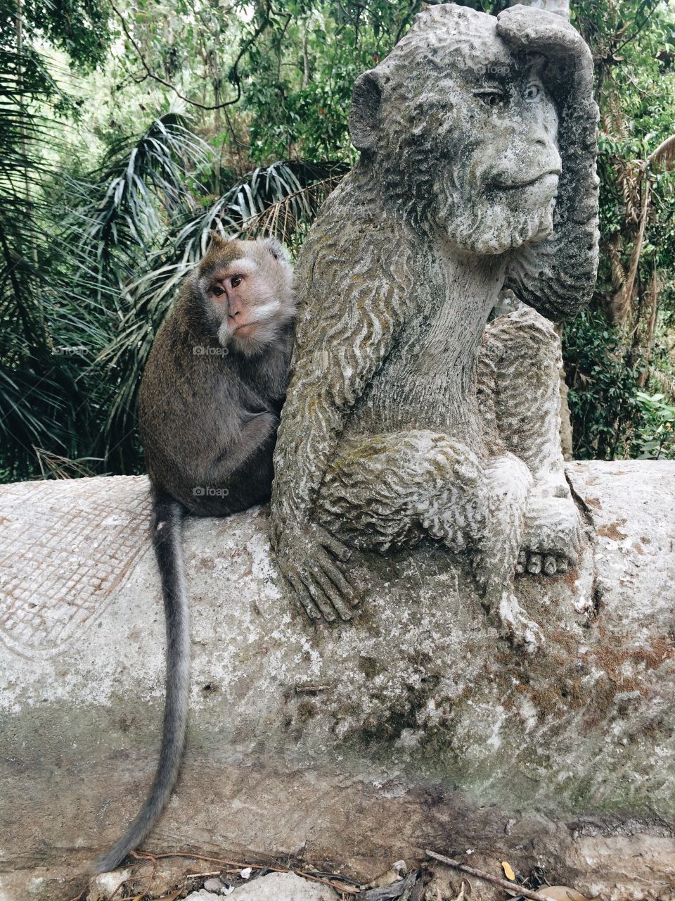 Monkeys shoulder to cry on