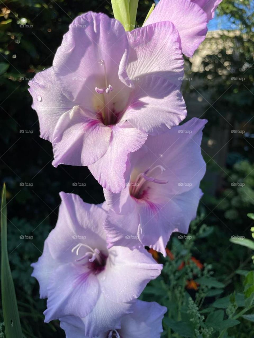 Gladiolus Flowers