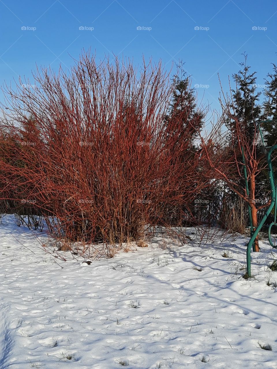 large dogwood shrub with red branches  during sunny winter day