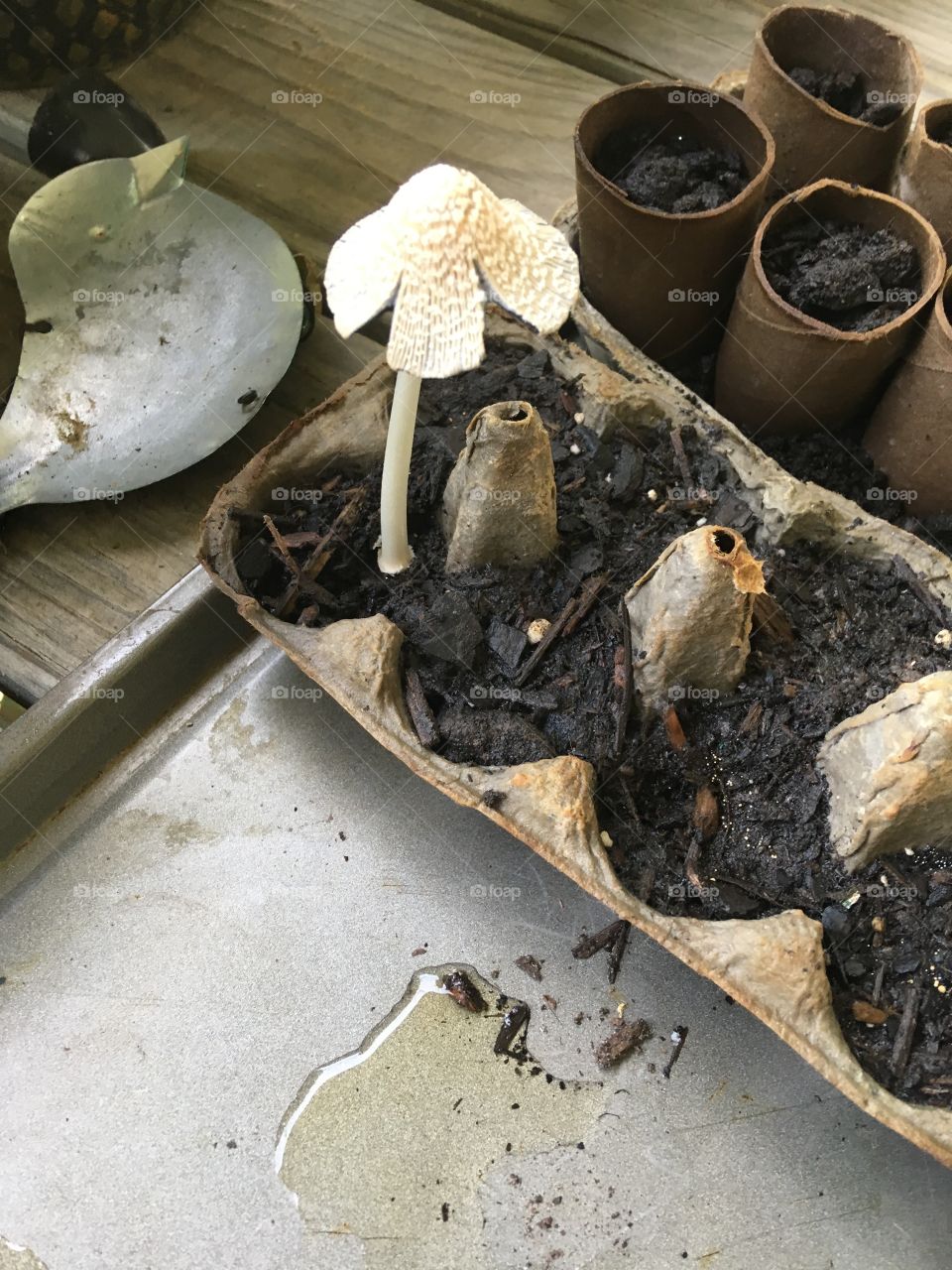 Funny looking tomato, first time growing mushrooms which is supposed to be tomatoes.