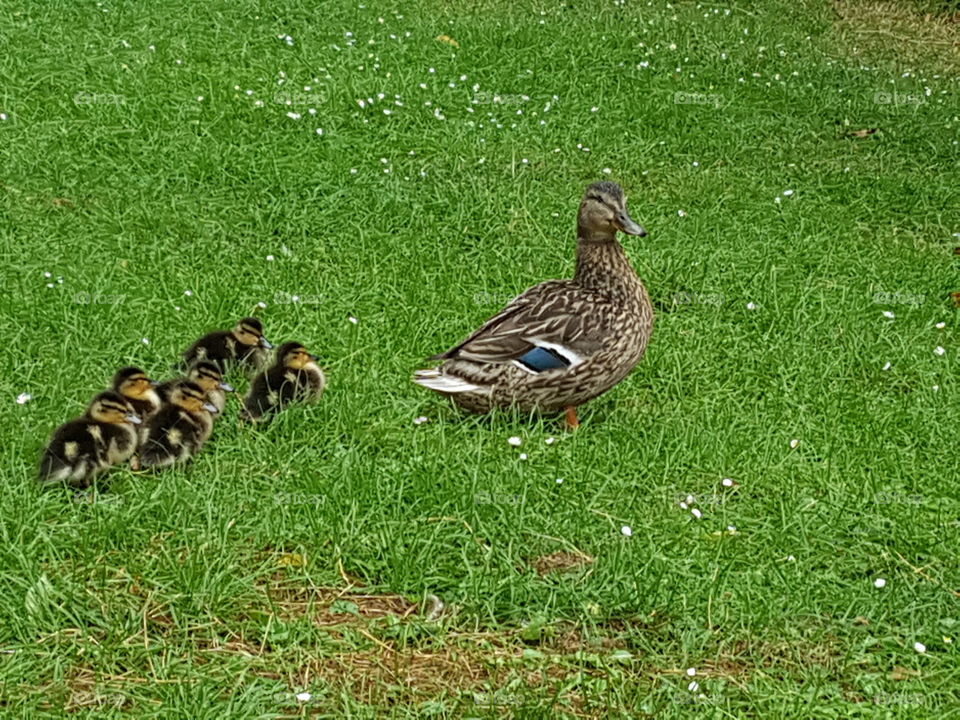 duck and her ducklings