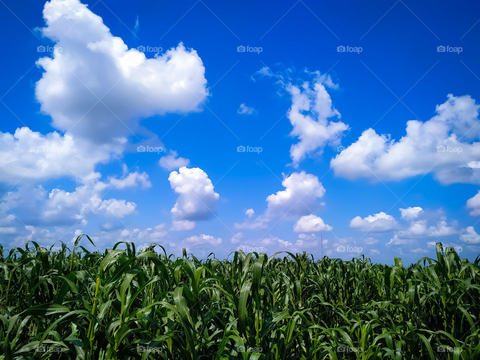 millet plants field against blue sky with white clouds