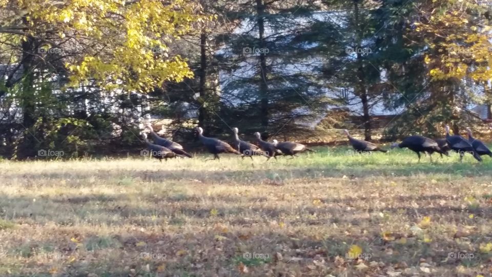 turkey coming to eat