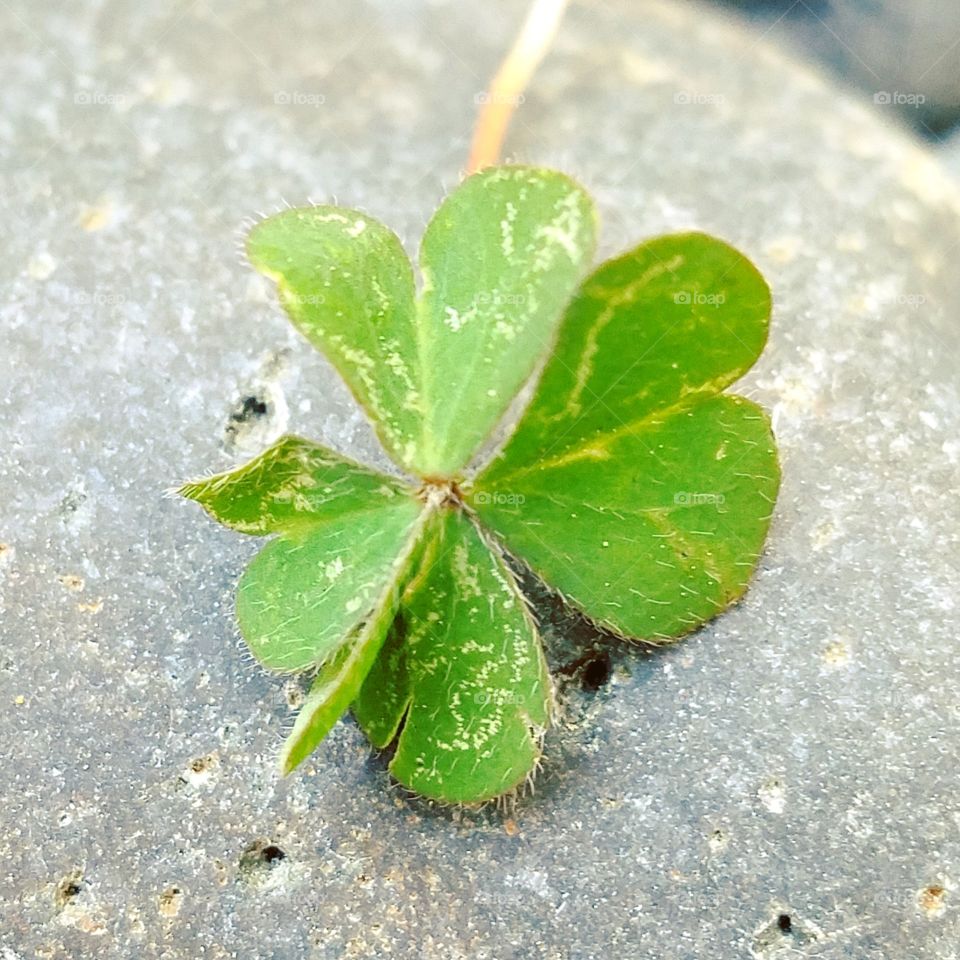 At the ripe old age of 37, I have finally found my first four leaf clover.