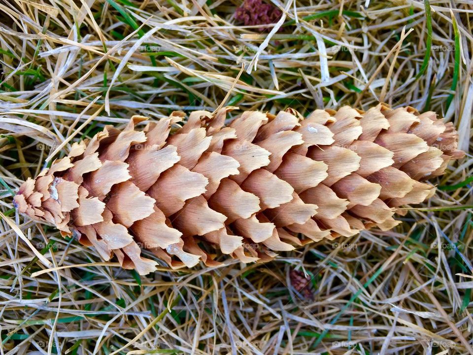 Spruce cone