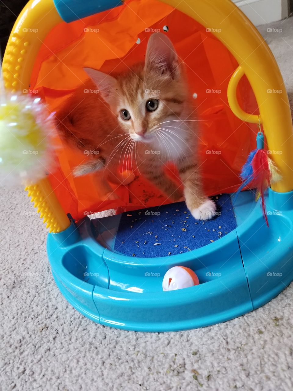 That fuzzy ball will be mine!