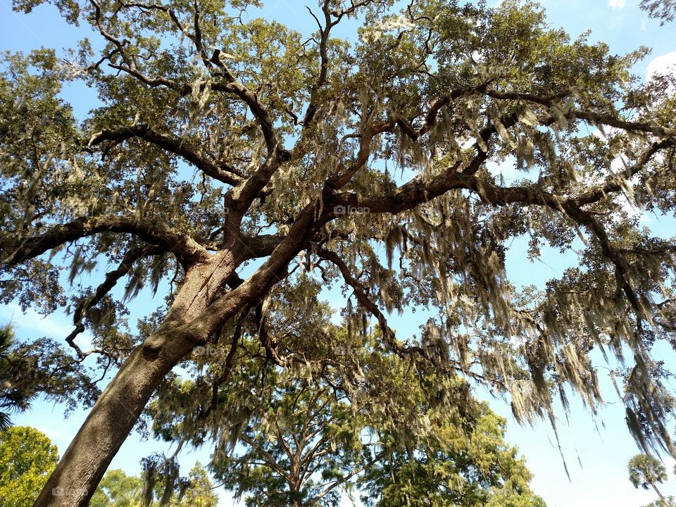 Low angle view of oak tree with spanish moss
