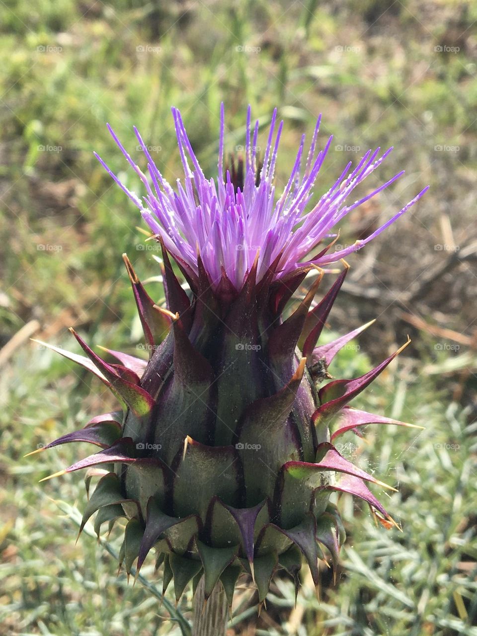 Thistle shape and flower