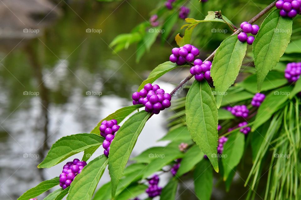 Purple berries plant